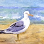 Seagull, West Dennis Beach